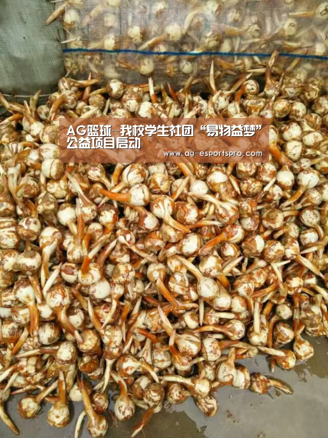 AG足球